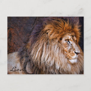 Lion [Briefkaart] ポ ト カ ー ド Briefkaart