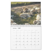 Lion Calendar Kalender (Jan 2027)