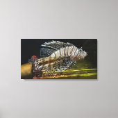 Lion Canvas Afdruk (Voorkant)