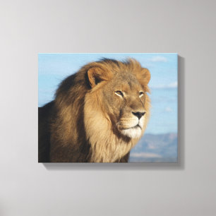 Lion Canvas Afdruk