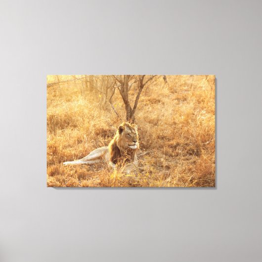 Lion Canvas Afdruk (Voorkant)