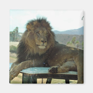 Lion Car Magnet Magneet