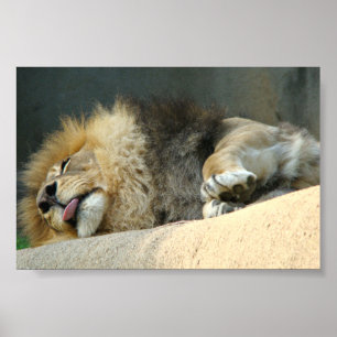 Lion couché qui sort la langue Poster 6X4"