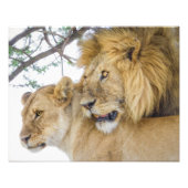 Lion Couple Photo Print Foto Afdruk (Voorkant)