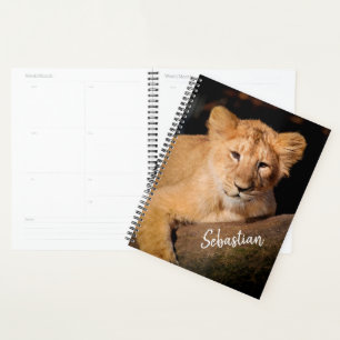Lion Cub