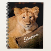 Lion Cub (Devant)