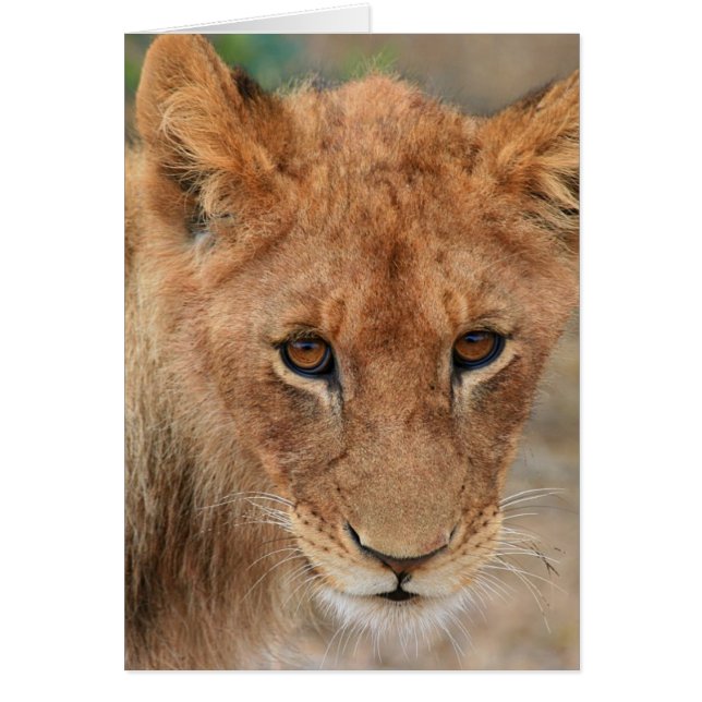 Lion Cub (Devant)