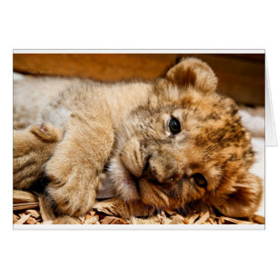 Lion CUB