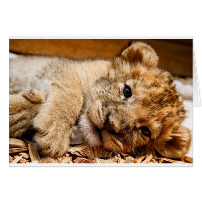 Lion Cub (Voorkant Horizontaal)
