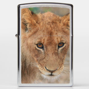 Lion Cub