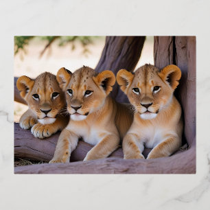 Lion Cub Animal Natuur Wildlife Affection Zorgen Folie Feestdagen Briefkaart