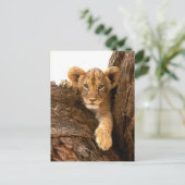 Lion Cub Briefkaart (Staand voorkant)
