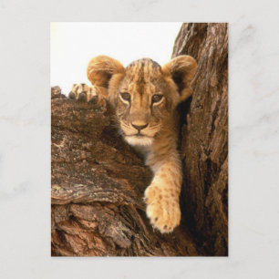 Lion Cub Briefkaart