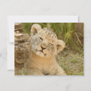 Lion Cub Briefkaart