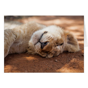 Lion CUB de sommeil des images de Getty