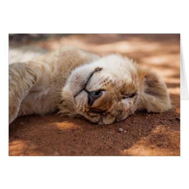 Lion CUB de sommeil des images | de Getty (Devant horizontal)