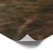 Lion cub in Masai Mara Poster (Hoek)