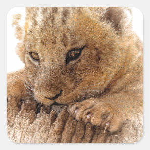 Lion cub kijkt uit naar mooie ogen vierkante sticker