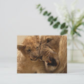 Lion cub met vader briefkaart (Staand voorkant)