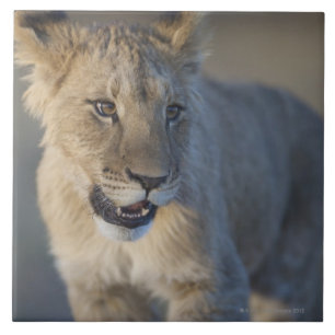 Lion Cub (Panthera Leo)   Namibië Tegeltje