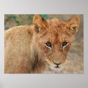 Lion Cub Poster