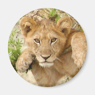 Lion Cub ROUND Magnet Magneet