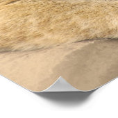 Lion cubs beste vrienden poster (Hoek)