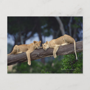 Lion cubs ligt op boomtak , Kenia , Afrika Briefkaart