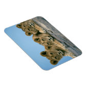 Lion Cubs Magnet Magneet (Rechterzijde)