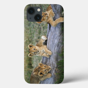 Lion cubs on log, Panthera leo, Masai Mara, 2 iPhone 13 Hoesje