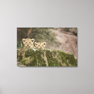 Lion Cubs Peeking Over Rock Canvas Afdruk