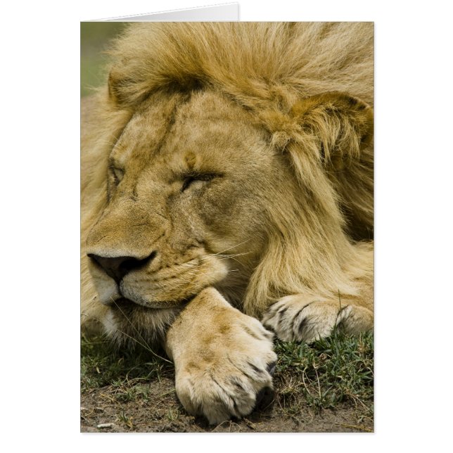 Lion d'Afrique, Panthera leo, couché endormi (Devant)