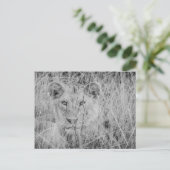 Lion dans la carte postale de l'herbe (Debout devant)