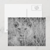 Lion dans la carte postale de l'herbe (Devant / Derrière)