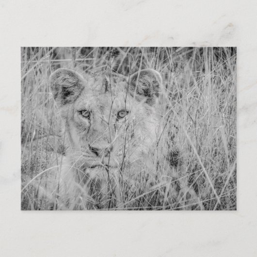 Lion dans la carte postale de l'herbe (Devant)