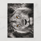 Lion de Juda - Lion - Rastafari - Carte postale (Devant)