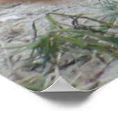 Lion de mer - Jours comme celui-ci - Poster (Coin)