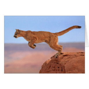 Lion de montagne