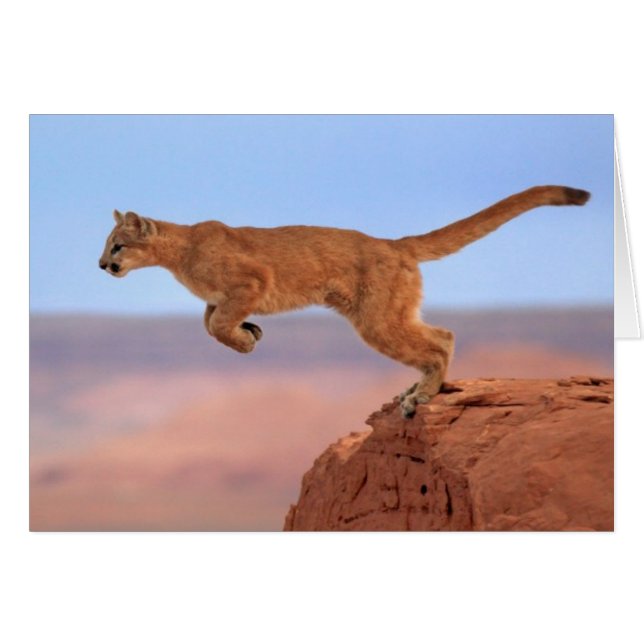 Lion de montagne (Devant horizontal)