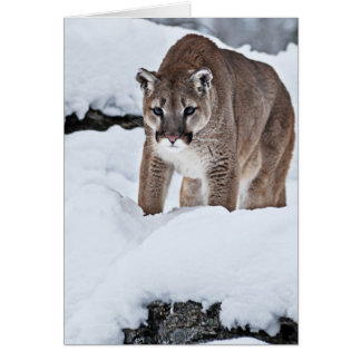 Lion de montagne dans la neige