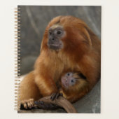 Lion d'or Tamarin avec bébé (Devant)