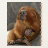 Lion d'or Tamarin avec bébé (Dos)