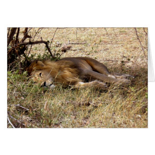 LION EN AFRIQUE DU KENYA