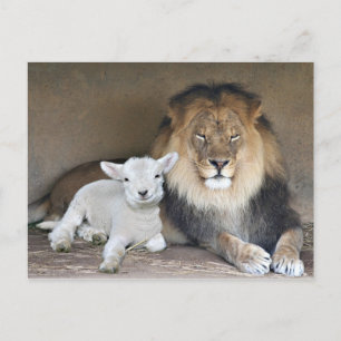 Lion en Lamb Briefkaart