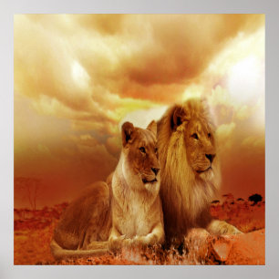 Lion en Lioness 24 x 24 inch, waardevol Poster pap