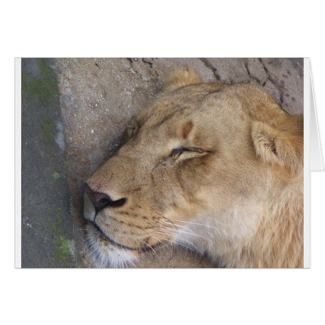 Lion endormie (Devant horizontal)