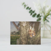 Lion et Léopard sont amis Carte postale (Debout devant)