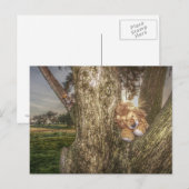 Lion et Léopard sont amis Carte postale (Devant / Derrière)
