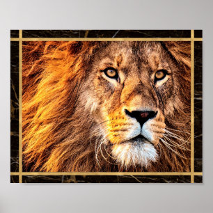 Lion Face Closeup Photo Afbeelding Print Poster