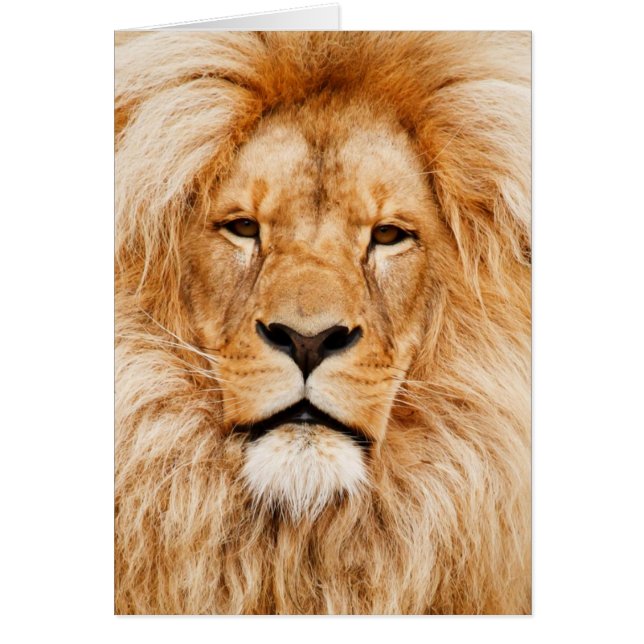 Lion Face Foto (Voorkant)